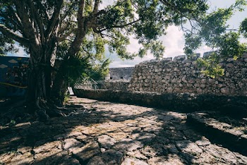 Green Trees and Brown Trees