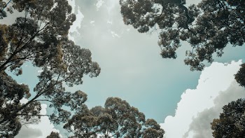 Green Trees and Clouds