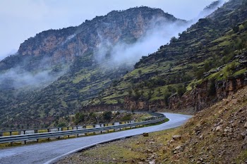 Green Trees And Mountain 