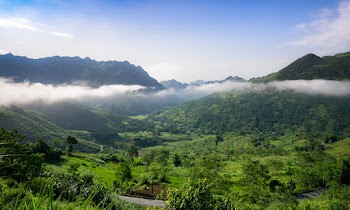 Green Trees and Mountain