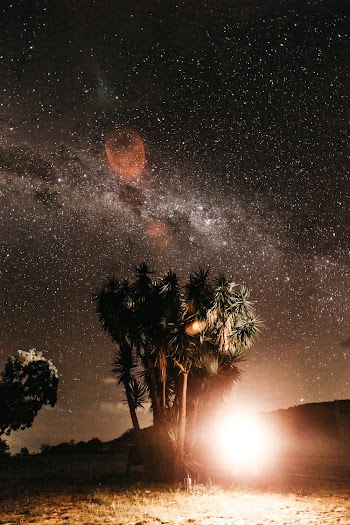 Green Trees and Stars