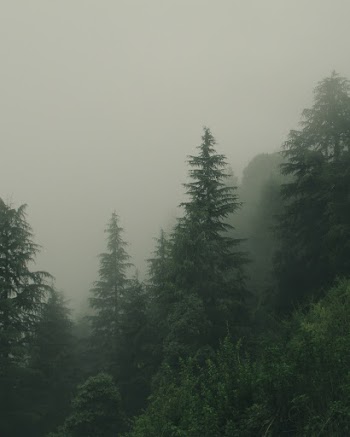 Green Trees and Trees Painting