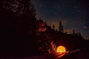 green trees at night time