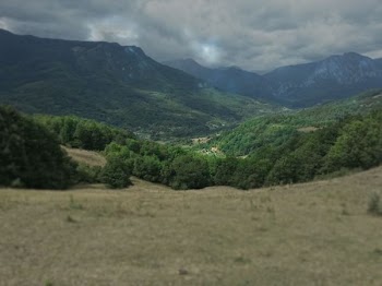 green trees at the mountain