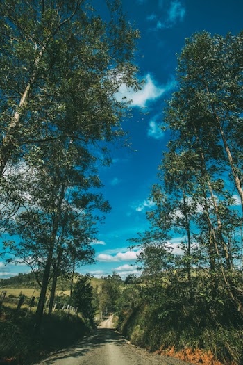 Green Trees Beside Asphalt Road