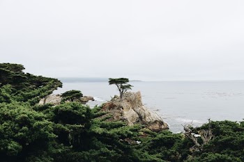 green trees beside body of water