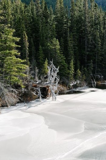 green trees beside body of water