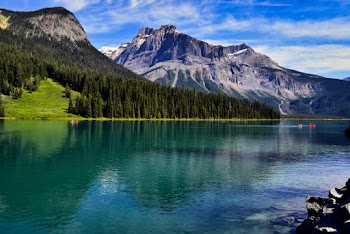 Green Trees Beside Body of Water