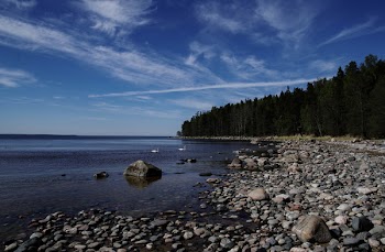 Green Trees Beside Body of Water at Daytime