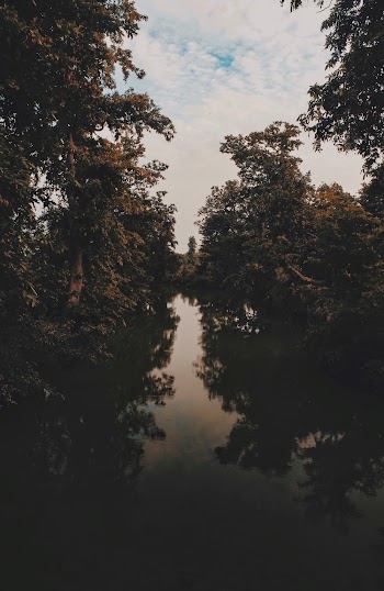 Green Trees Beside Calm Body of Water