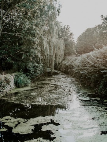 Green Trees Beside Calm Body of Water