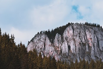 Green Trees Beside Gray Mountain