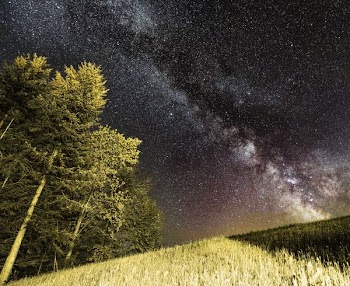 green trees beside green grass field under star sky