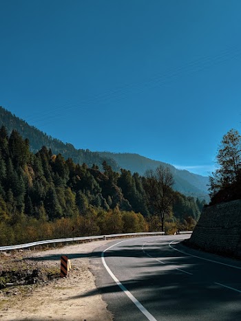Green Trees Beside Road
