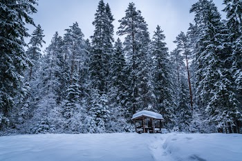 Green Trees Covered by Snow