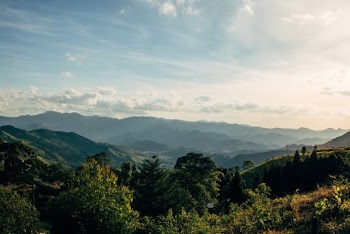 Green Trees Covered Rolling Countryside