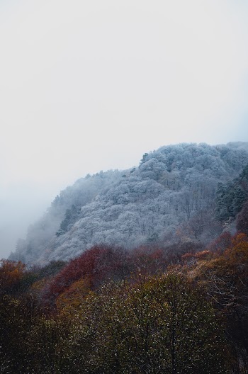 Green Trees Covered With Fog