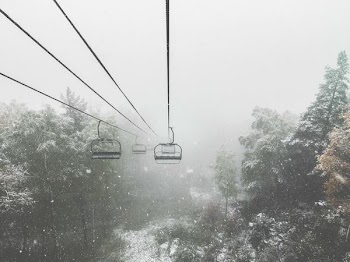 green trees covered with fogs during daytime