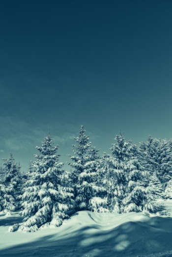 Green Trees Covered With Snow