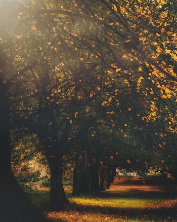 green trees during day time