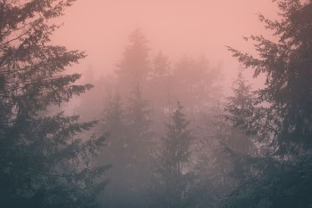 green trees during foggy weather