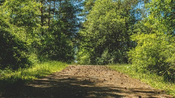 Green Trees Growing Beside Path