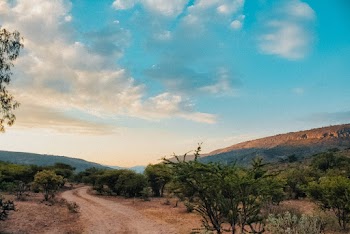 Green Trees in Desert