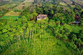 Green Trees in High-angle Photo
