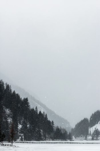 green trees infront of mountain