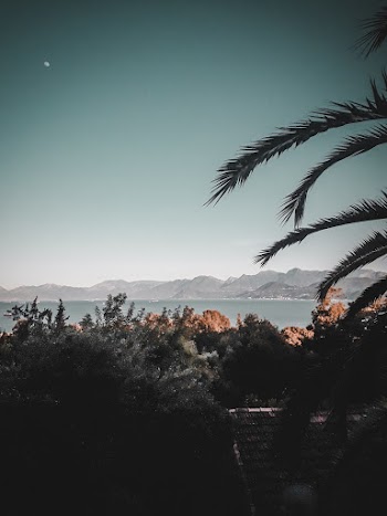 Green Trees Near Body of Water