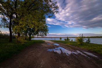 Green Trees Near Body of Water