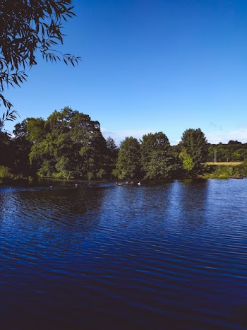 Green Trees Near Body of Water
