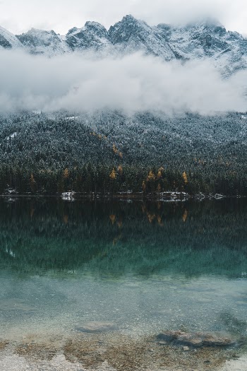 Green Trees Near Body of Water