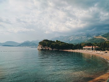 Green Trees Near Body of Water