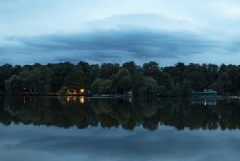 Green Trees Near Body of Water