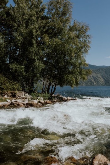 Green Trees Near Body of Water · Free Stock Photo