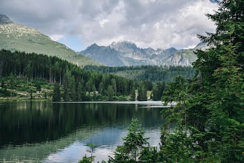 Green Trees Near Calm Body of Water