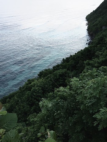 Green Trees Near Clam Body of Water