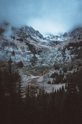 green trees near fogging mountain