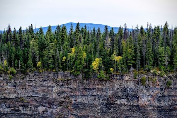 Green Trees Near Gray Cliff during Daytime