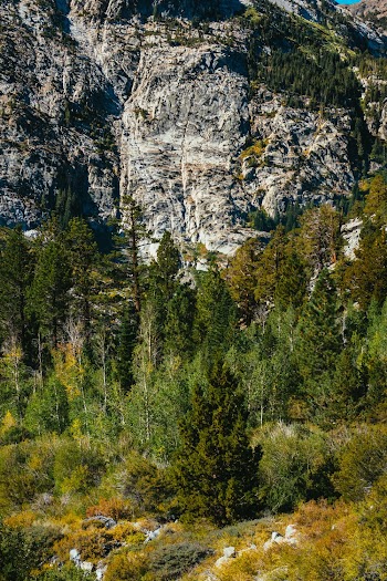 Green Trees Near Gray Rock Cliff