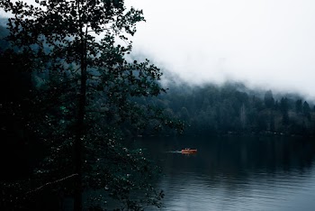 Green Trees Near Lake