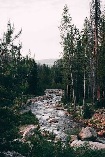 green trees near lake