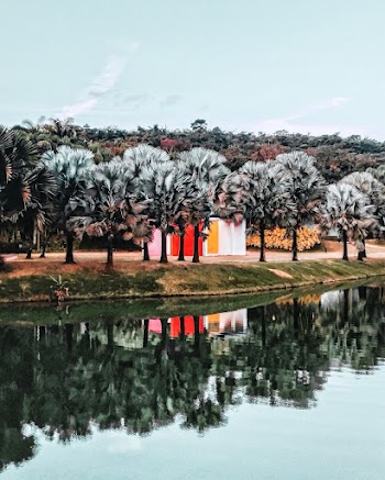 Green Trees Near Lake