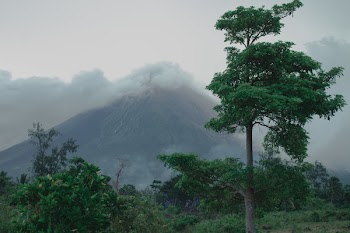 Green Trees Near Mountain
