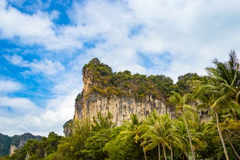 Green Trees Near Mountain at Daytime