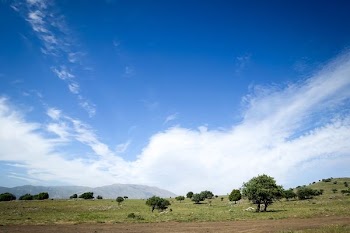 green trees near mountain under blue sky at daytime