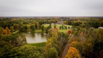 Green Trees Near Pond