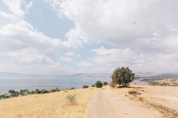 green trees near sea during daytime