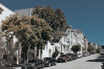 Green Trees Near Vehicle